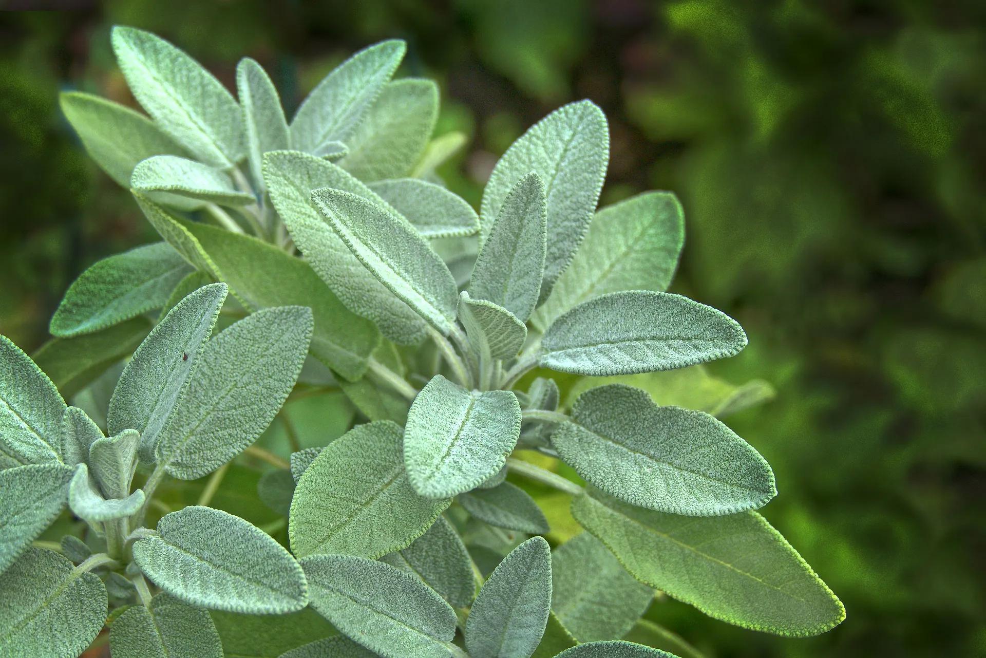 Adaçayı (Salvia fruticosa Mill) Tarımı