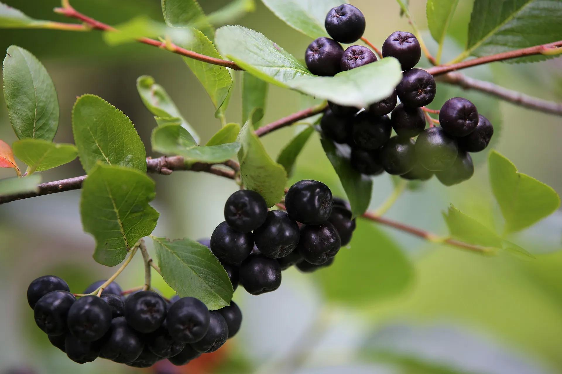 Aronya (Aronia melanocarpa)Tarımı