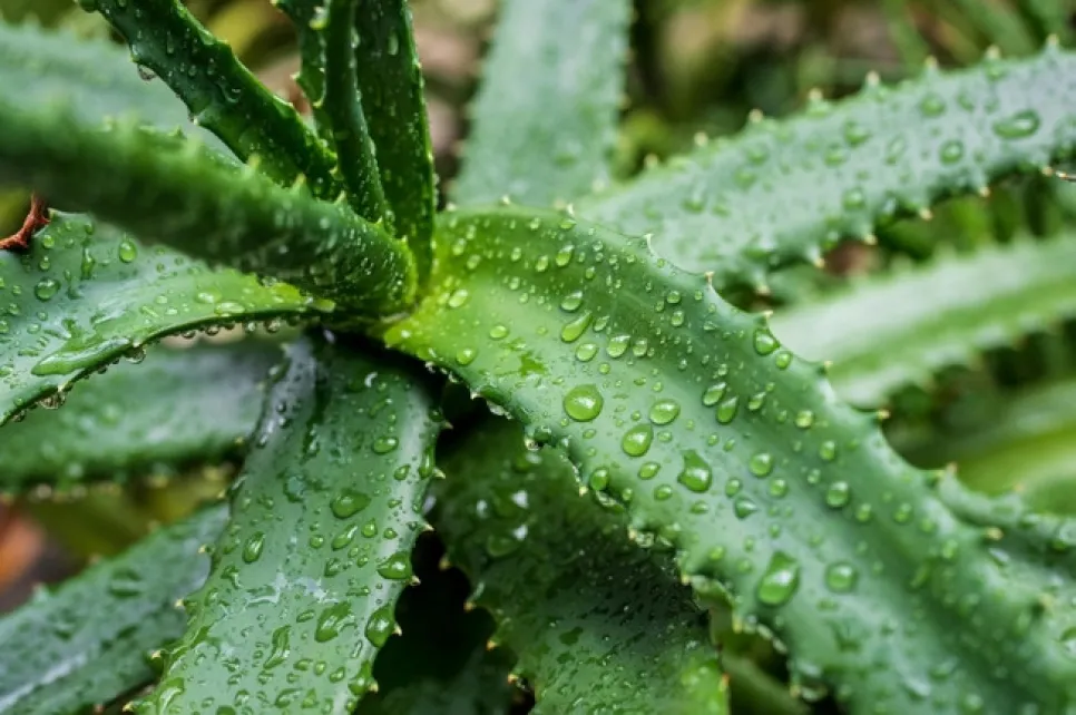 Cilt Yenilenmesini Destekleyen Bitkisel İçerik: Aloe Vera