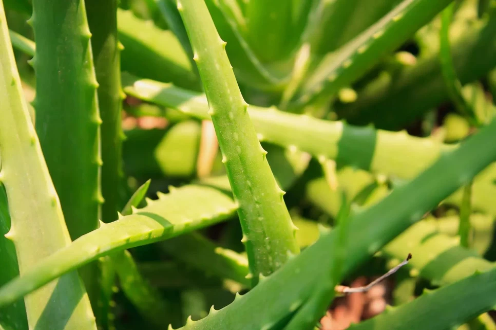 Aloe Vera Bitkisinin Botanik Özellikleri ve Faydaları