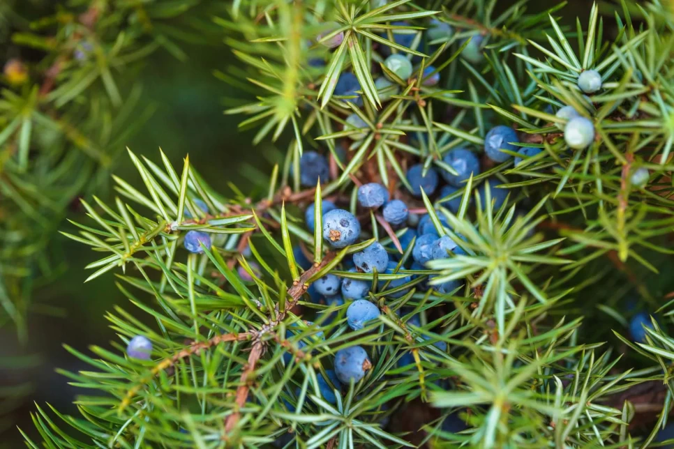 Juniper Berry Fruit Botanical Features and Agriculture