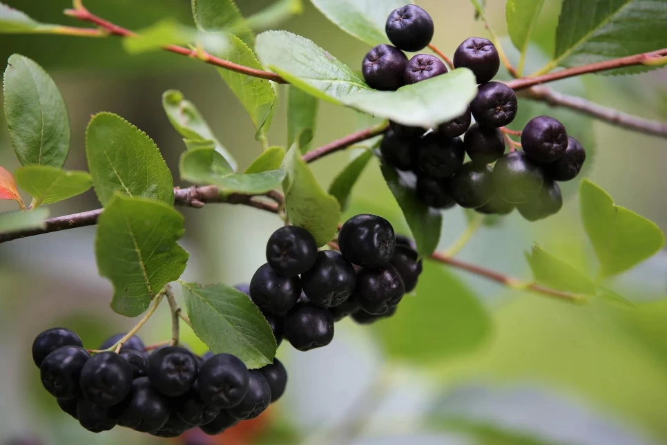 Aronia (Aronia melanocarpa) Agriculture