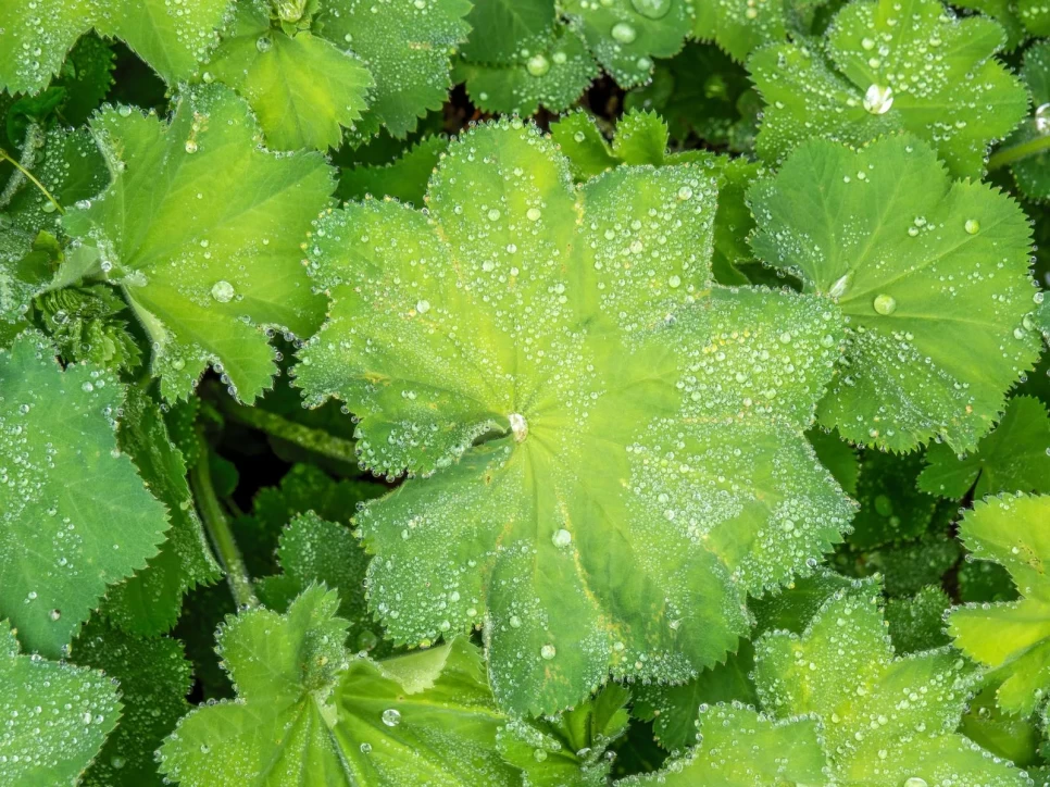 Botanical Properties and Benefits of Lady’s Mantle