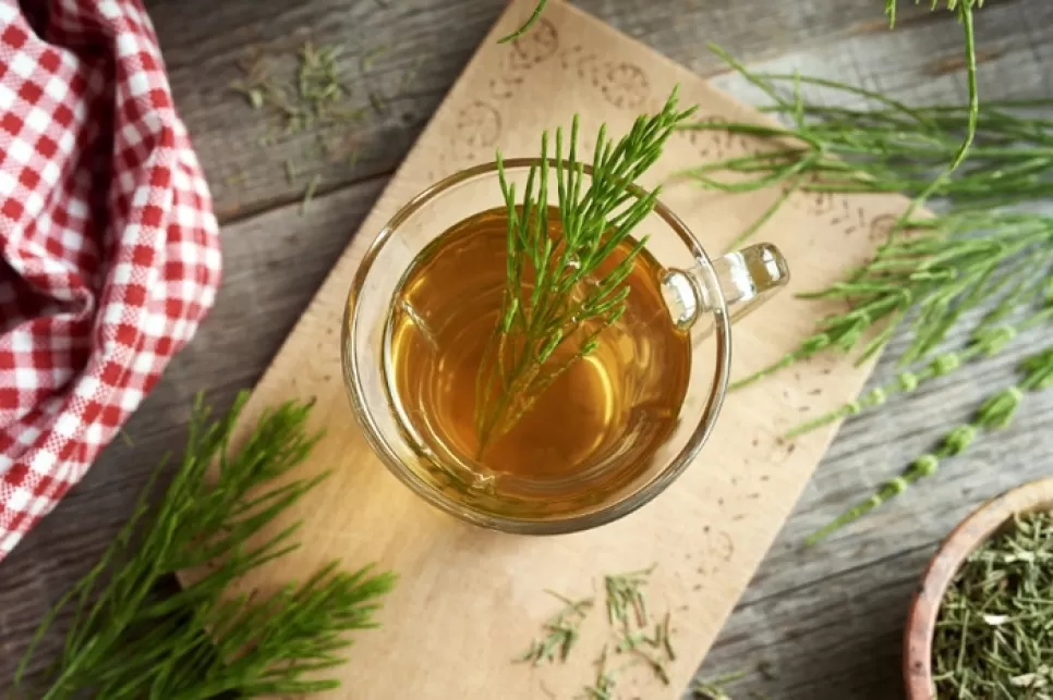 Greenext Horsetail (Equisetum arvense) Hydrosol: A Natural, Multi-Purpose Ingredient for Modern Cosmetic Formulations
