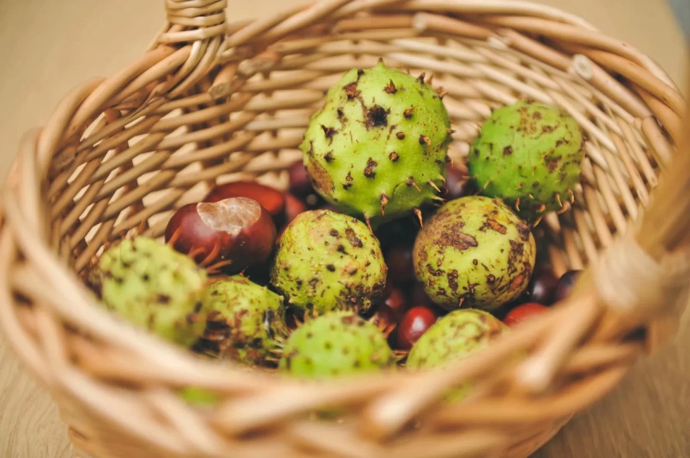 Botanical Properties and Benefits of Horse Chestnut
