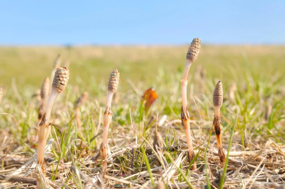 Field Horsetail Leaf Botanical Features and Agriculture