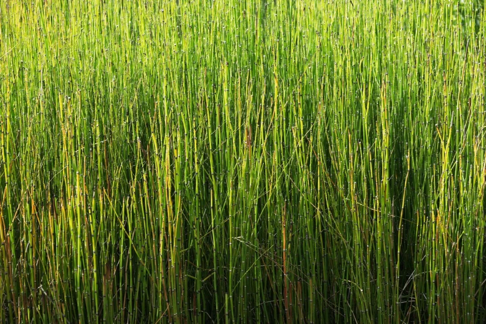 Botanical Features and Benefits of Field Horsetail