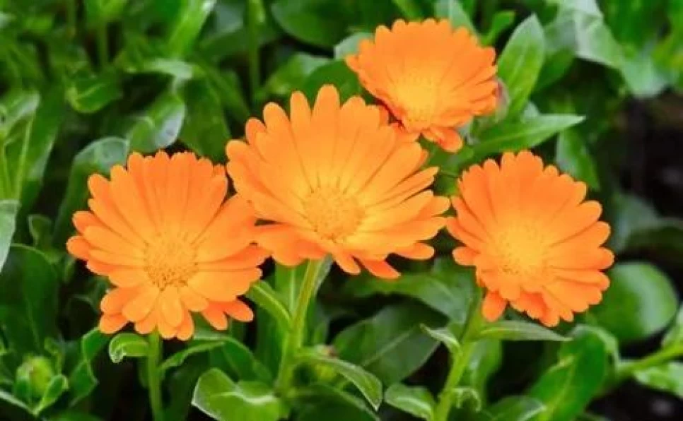 Pot Marigold Botanical Features and Agriculture