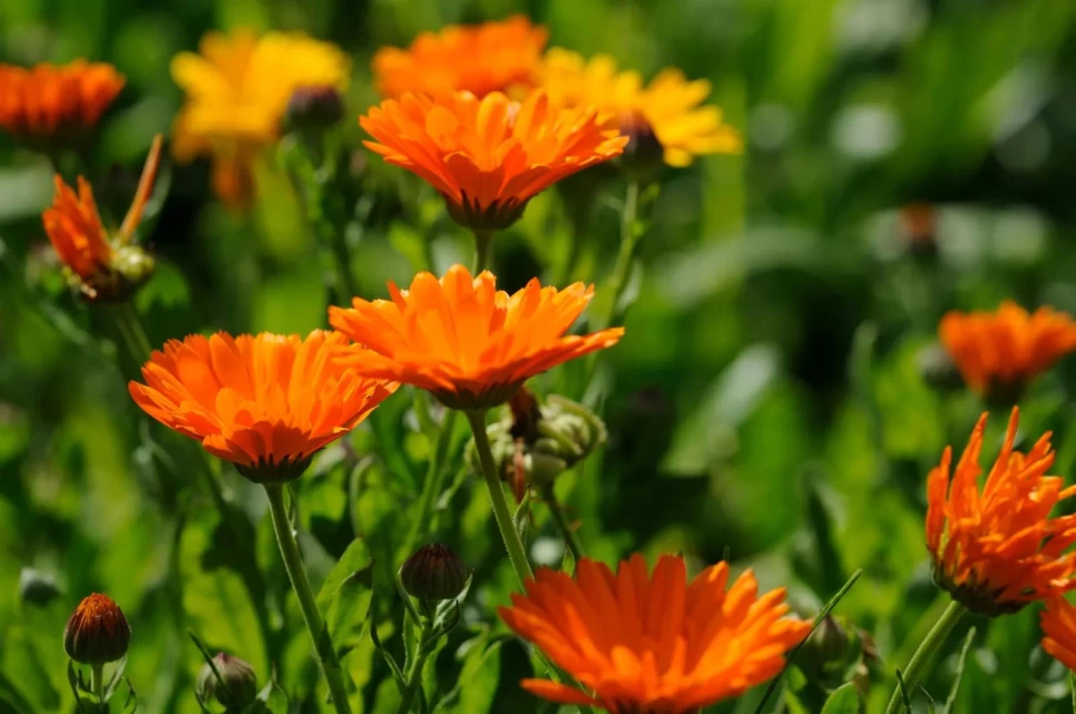 Botanical Features and Benefits of Pot Marigold Flower