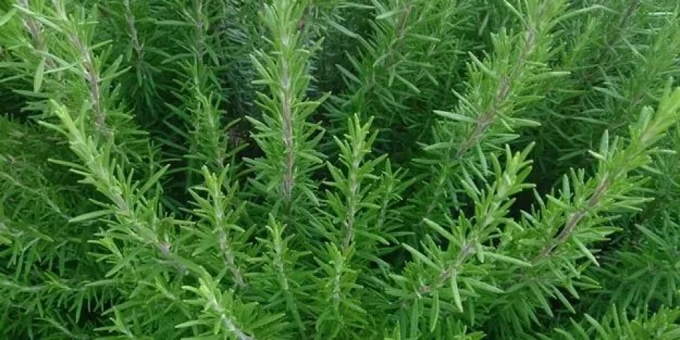 Rosemary Flower Botanical Features and Agriculture