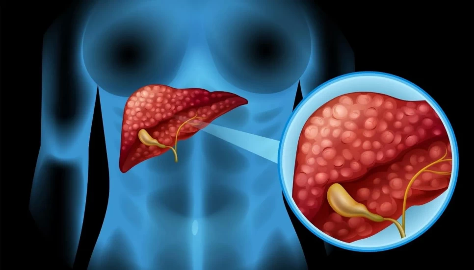 Does Rosemary Oil Harm the Liver? A Scientific Assessment