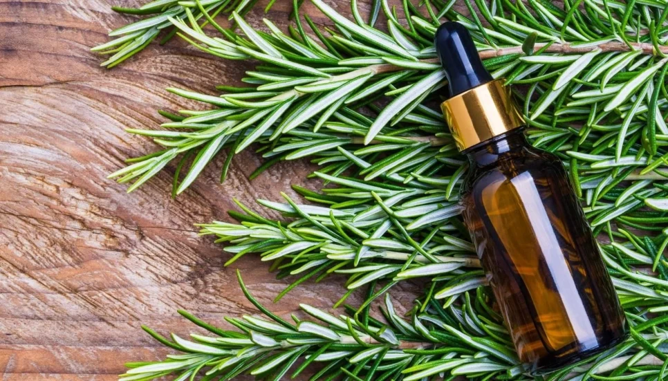 Rosemary Oil's Contributions to Hair Growth: The Power of a Natural Solution