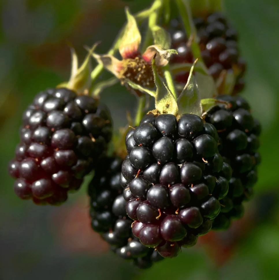 Blackberry Botanical Features and Benefits