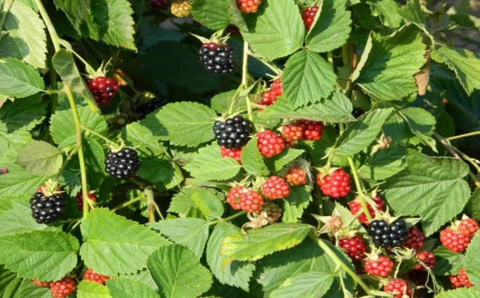 Blackberry Botanical Features and Agriculture