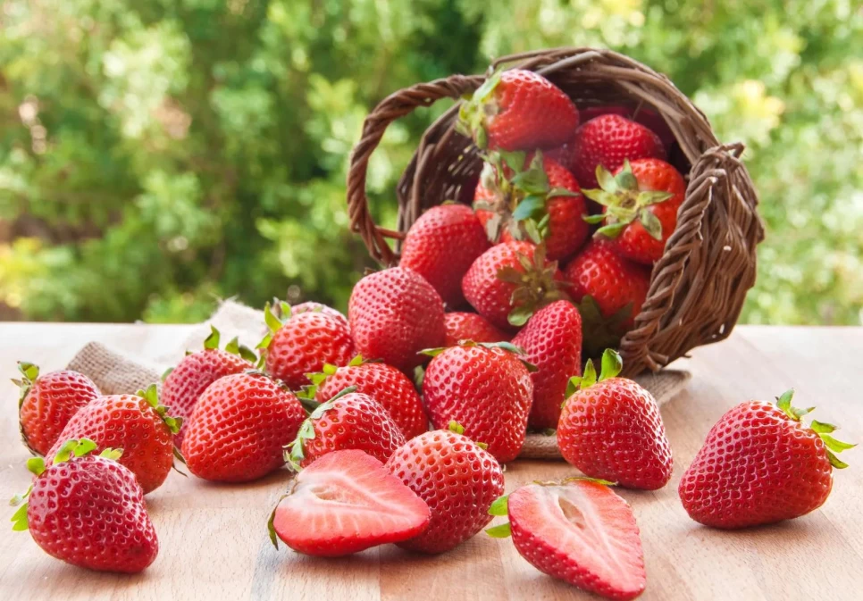 Strawberry Fruit Botanical Features and Benefits
