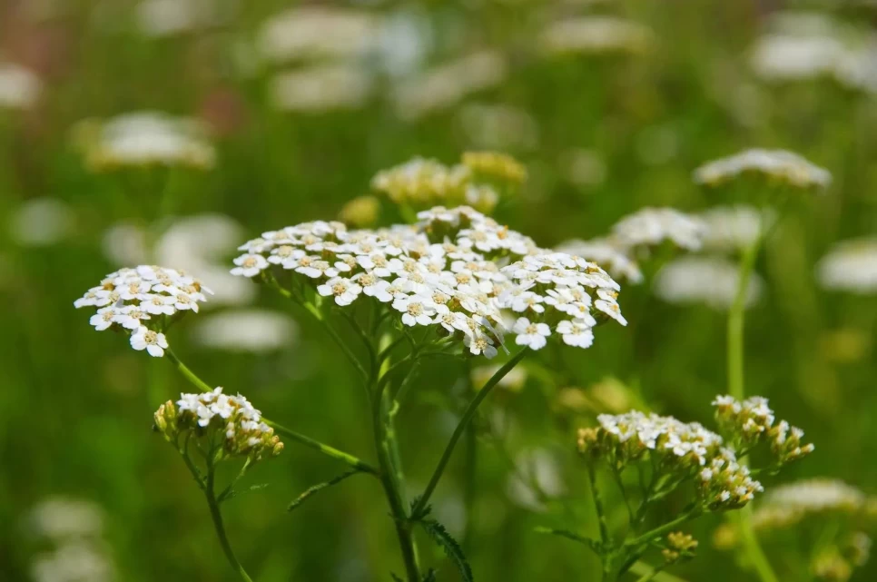 Botanical Features and Benefits of Yarrow