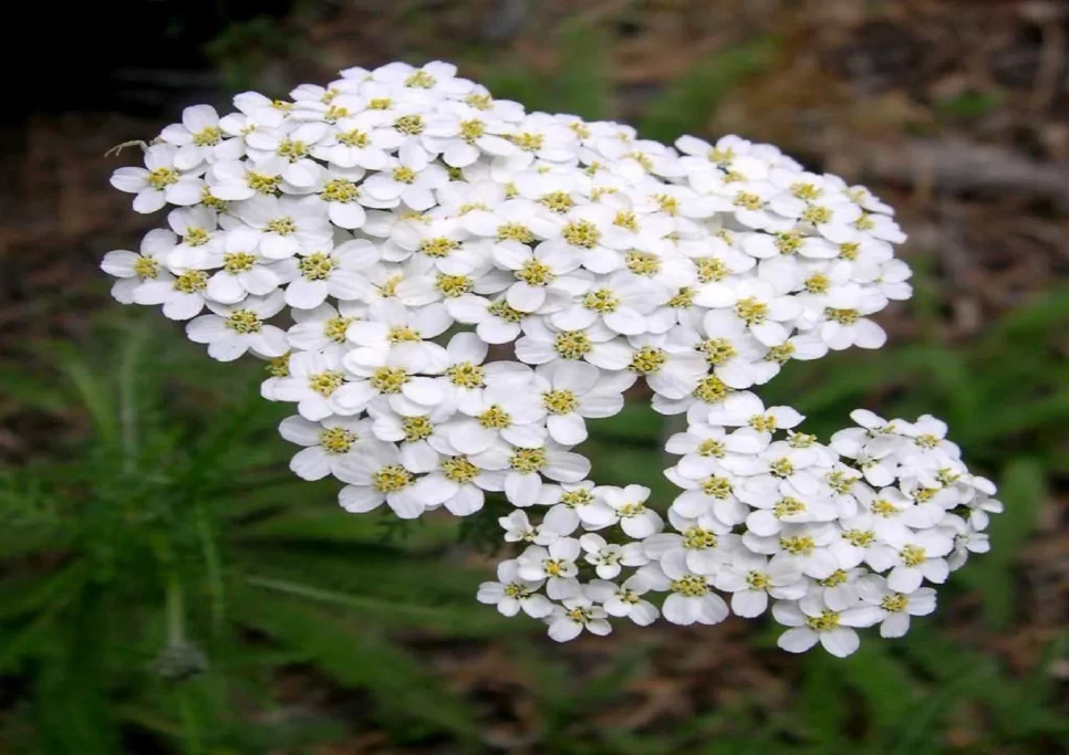 Yarrow Botanical Features and Agriculture