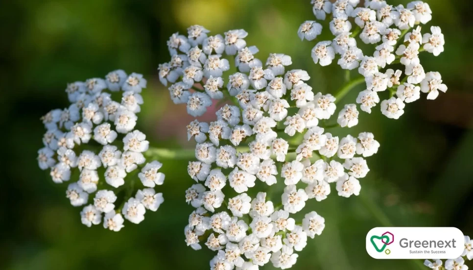 Say Goodbye to Redness and Irritation with Yarrow Hydrosol