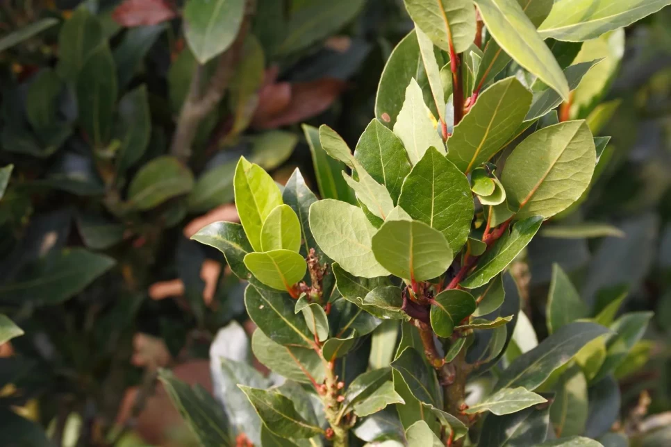 Botanical Properties and Agriculture of Laurel