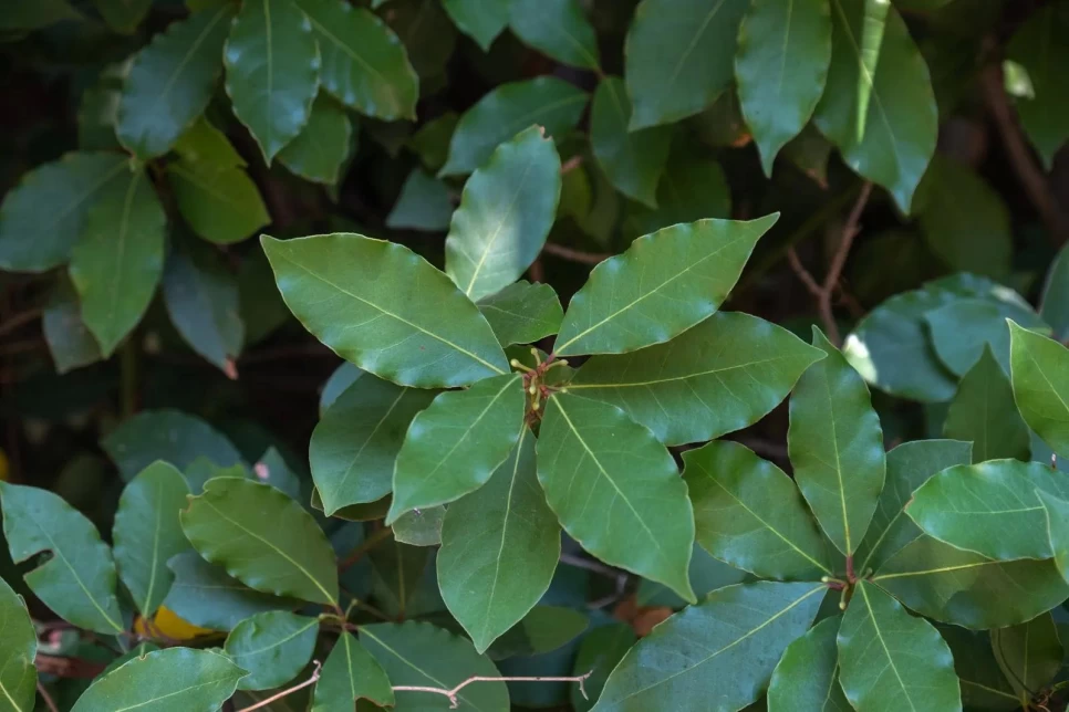 Botanical Properties and Benefits of Laurel Leaf