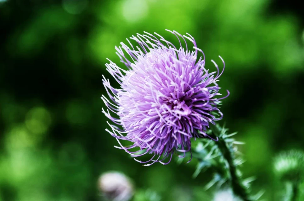 Botanical Properties and Benefits of Burdock