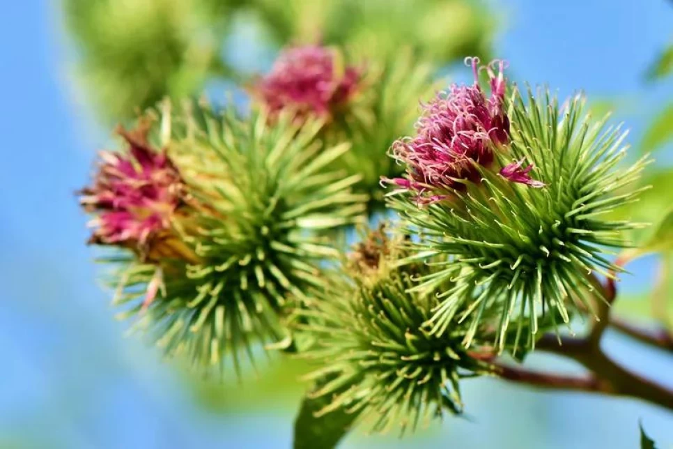 Botanical Properties and Benefits of Burdock