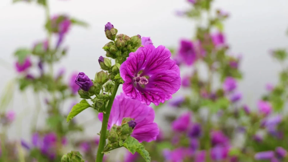 Botanical Properties and Benefits of Common Mallow Plant