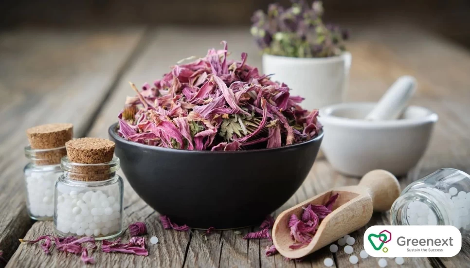 Echinacea Extract and Skin Health: The Secret to Natural Beauty