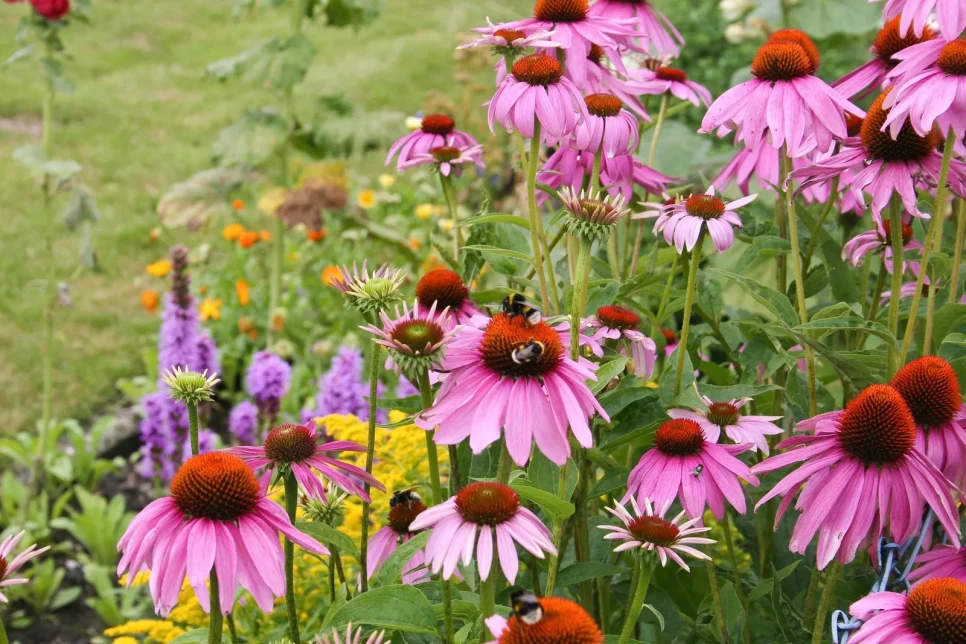 Botanical Properties and Benefits of Echinacea