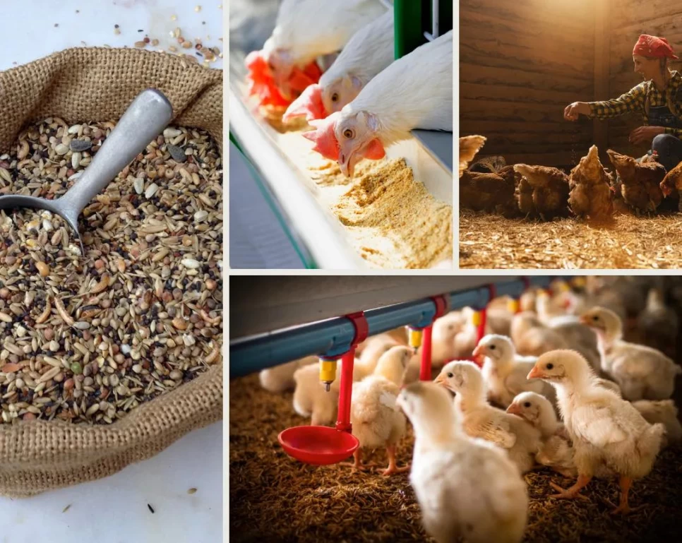 Importance of Extracts in Feed Industry