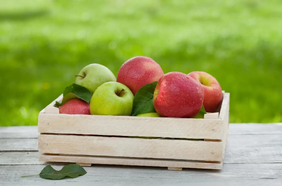 Botanical Properties and Benefits of Apple