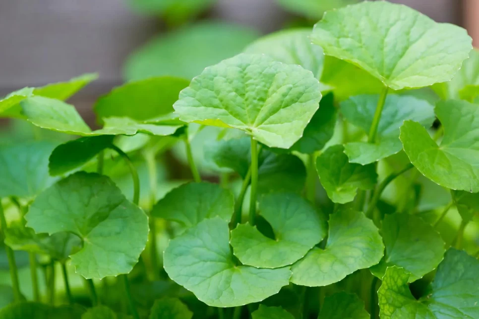 Gotu Kola Botanical Features and Benefits