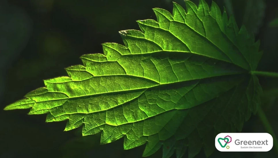 Purify Your Pores, Revitalize Your Skin: Nettle Hydrosol
