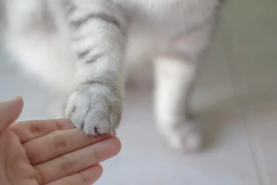 Herba Pet Complex