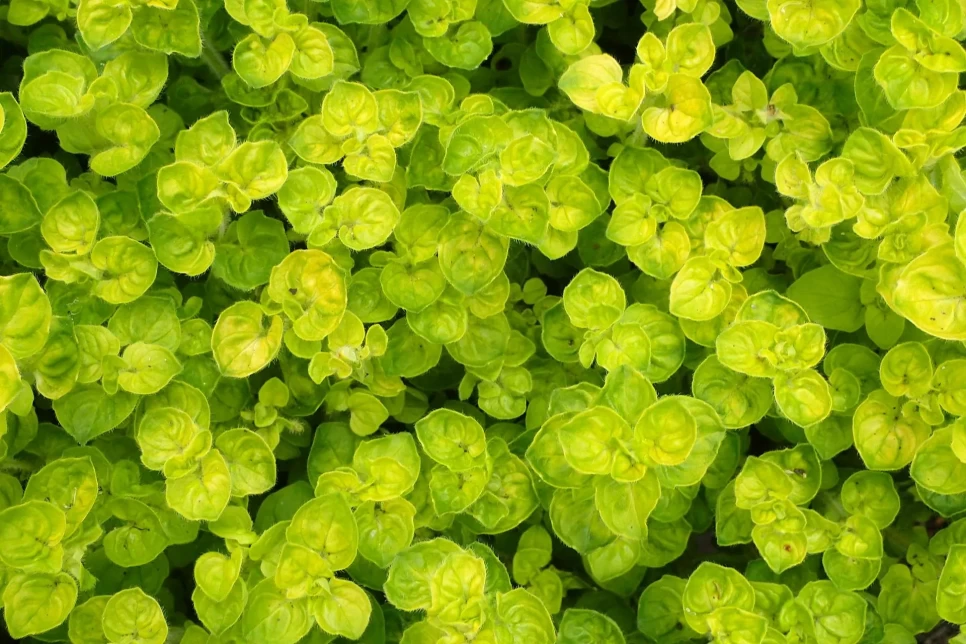 İzmir Thyme (Origanum onites L.) Agriculture