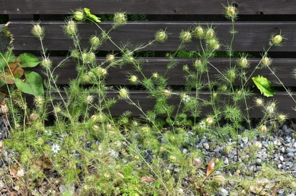 Ciltte Dolaşımı Destekleyen Bitkisel Aktif: Karabaş Otu Ekstraktı