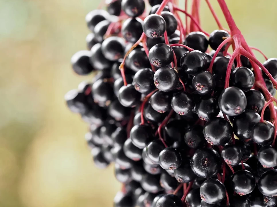 Botanical Properties and Benefits of Elderberry