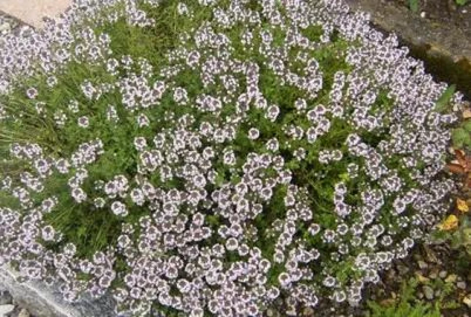 Thyme Botanical Features and Agriculture