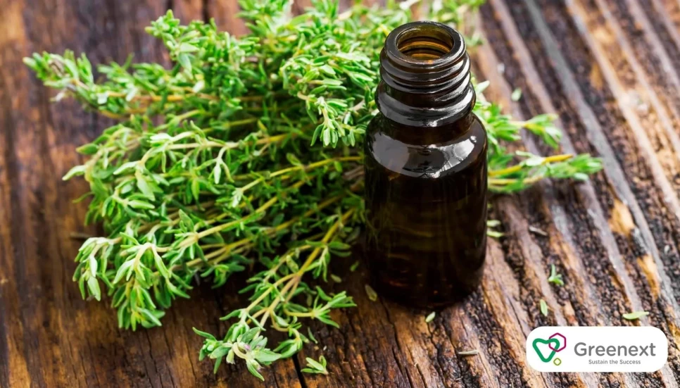 Thyme Extract for Natural Cleaning: An Alternative to Chemicals?