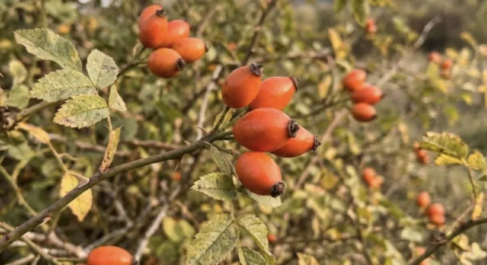 Kuşburnu Ekstraktında C Vitamini Beyanı Nereye Kadar Doğru?