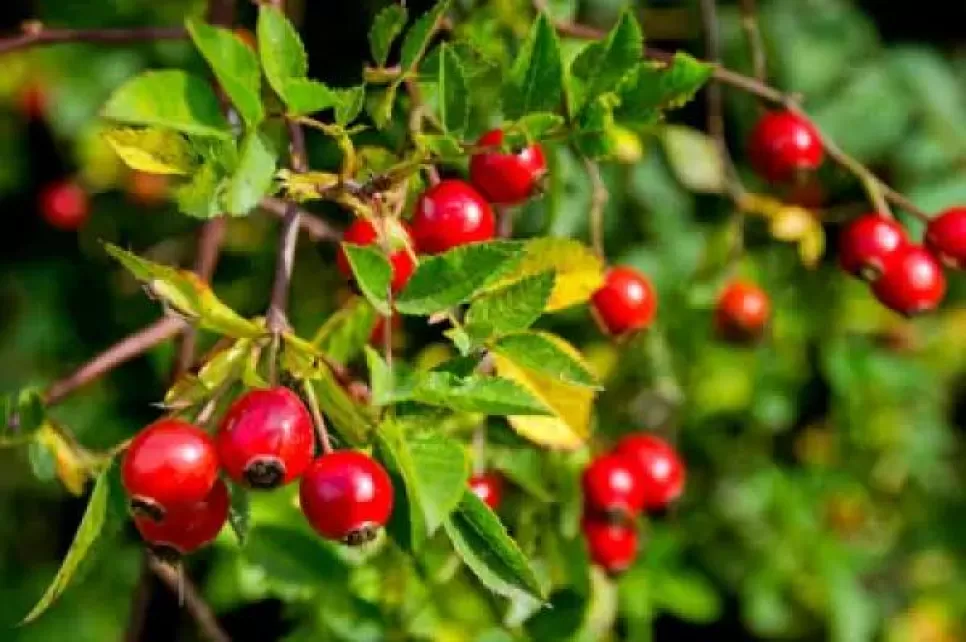 Kuşburnu Ekstraktı (Rosa canina L.): Polifenol ve C Vitamini Odaklı Endüstriyel Çözümler