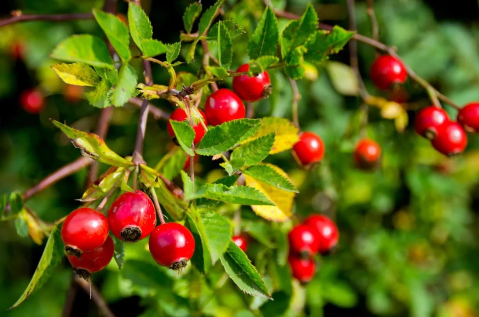 Botanical Features and Benefits of Rosahip