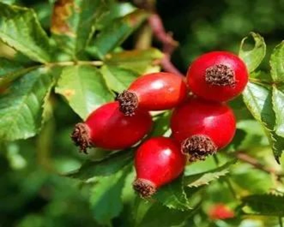 Rosahip Botanical Features and Agriculture