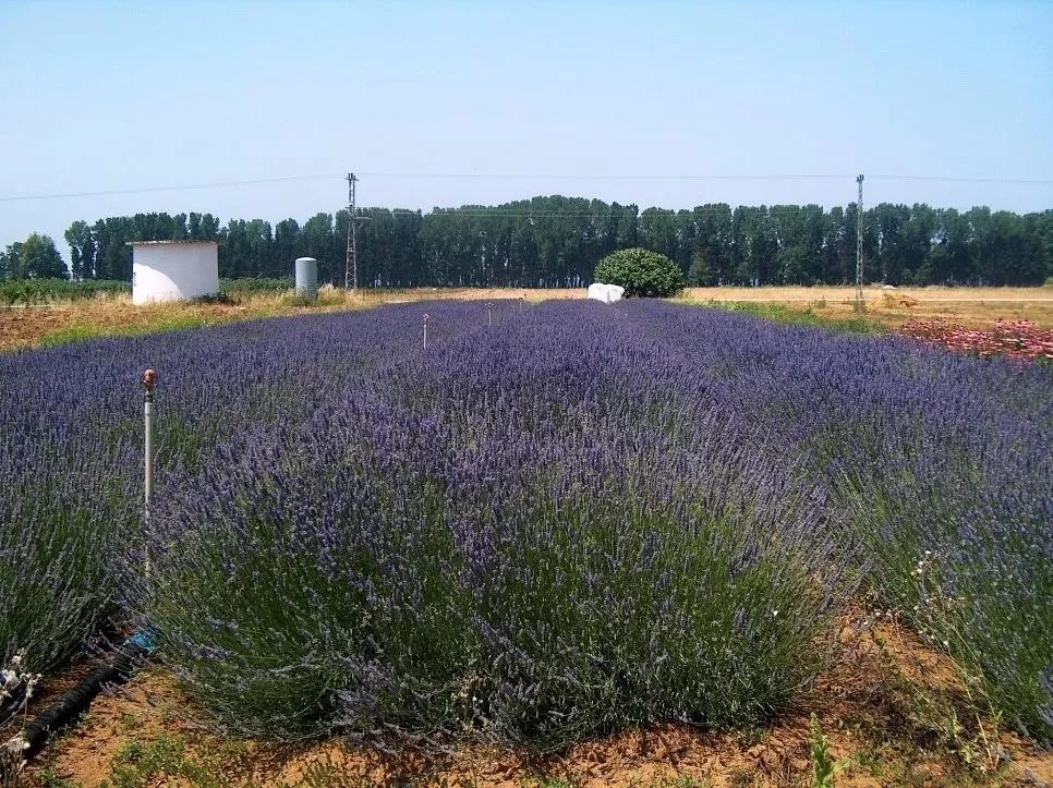 Botanical Features and Agriculture of Lavender