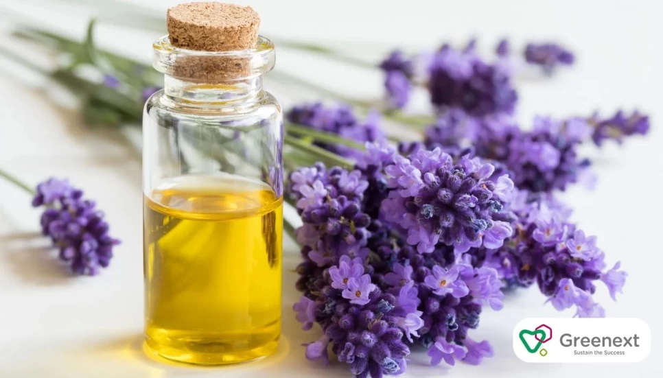 Natural Laundry Detergents with Lavender Oil: A Fresh Touch for Your Home