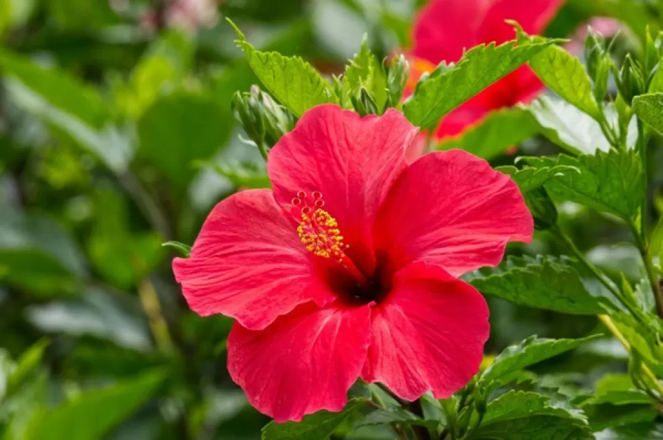 MCU Complex ile Bitkisel Saç ve Saç Derisi Bakımı