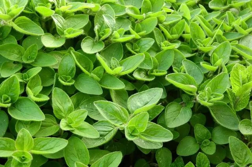 White Thyme (Origanum dubium Boiss.) Agriculture