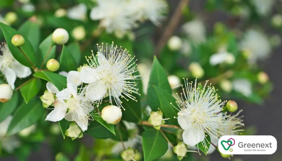 Myrtle Leaf Extract Applications