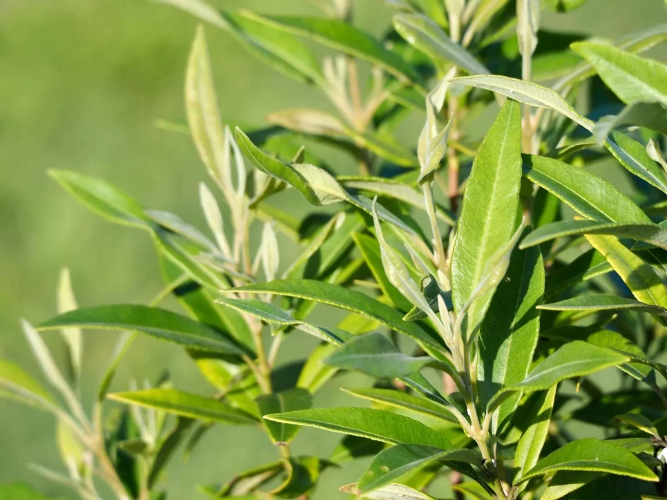 Botanical Properties and Benefits of Myrtle