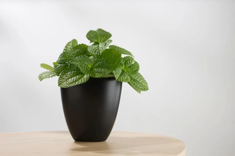 Peppermint Botanical Features and Benefits
